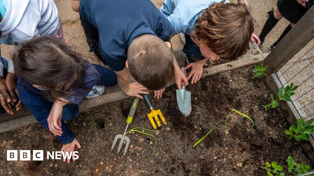 Sunderland schools launch playground fruit and veg areas
