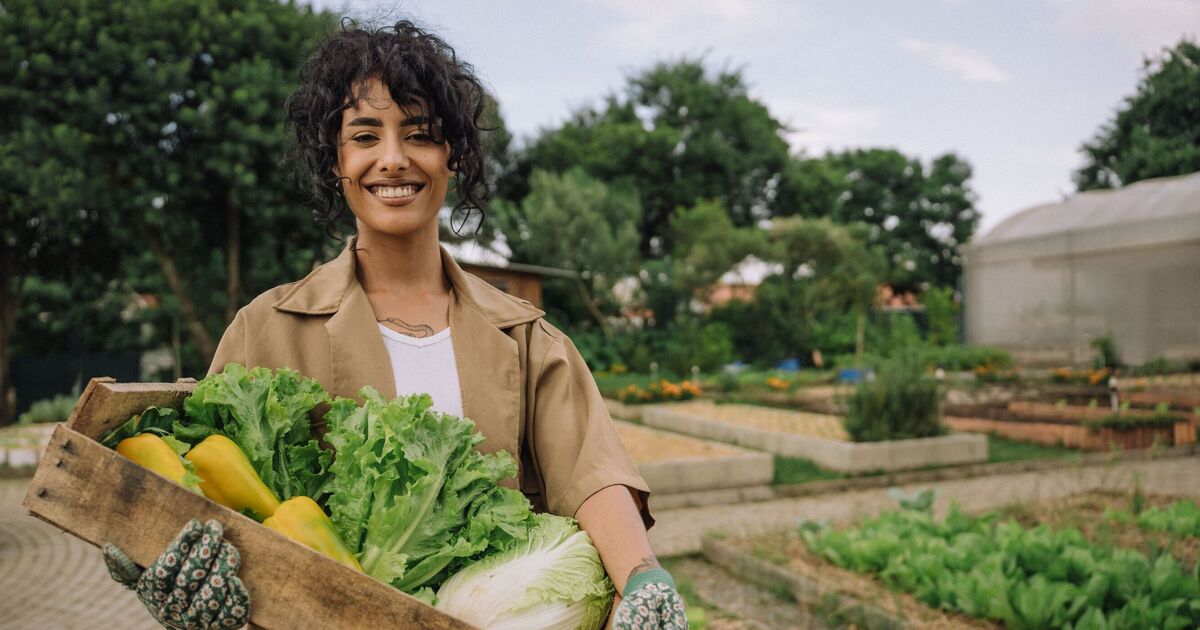 Gardeners urged to plant 6 fruits and vegetables this autumn to save a fortune