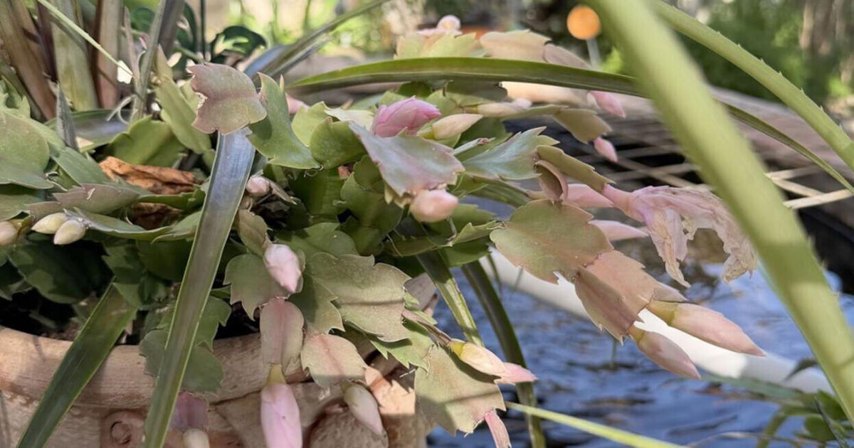 Decompressing in the greenhouse: Christmas gifts for the gardener | Texas