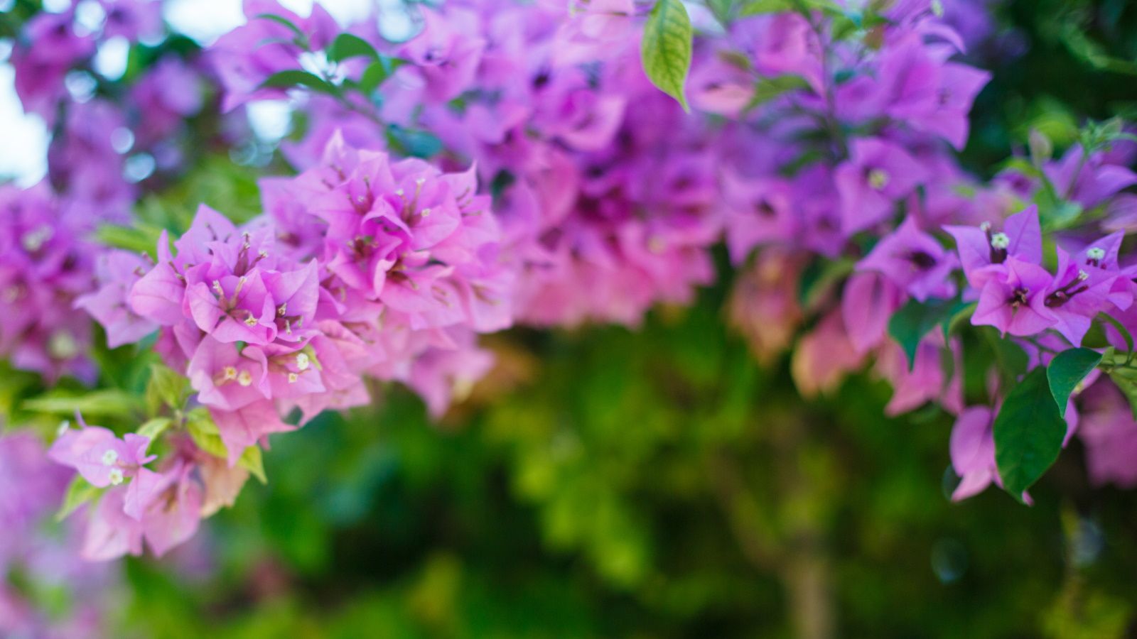 Best climbers to grow in pots: ideal plants for small spaces