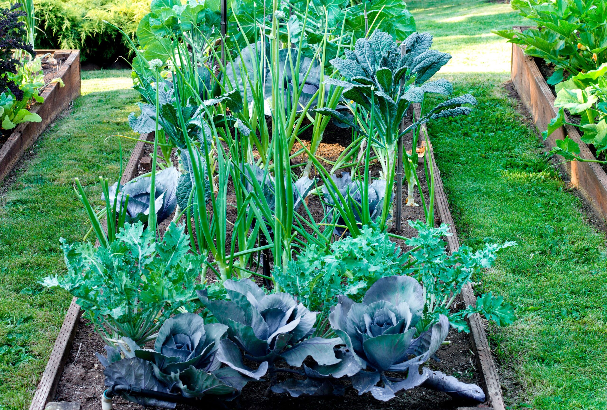 When to Start Planning Your Vegetable Garden for a Better Harvest