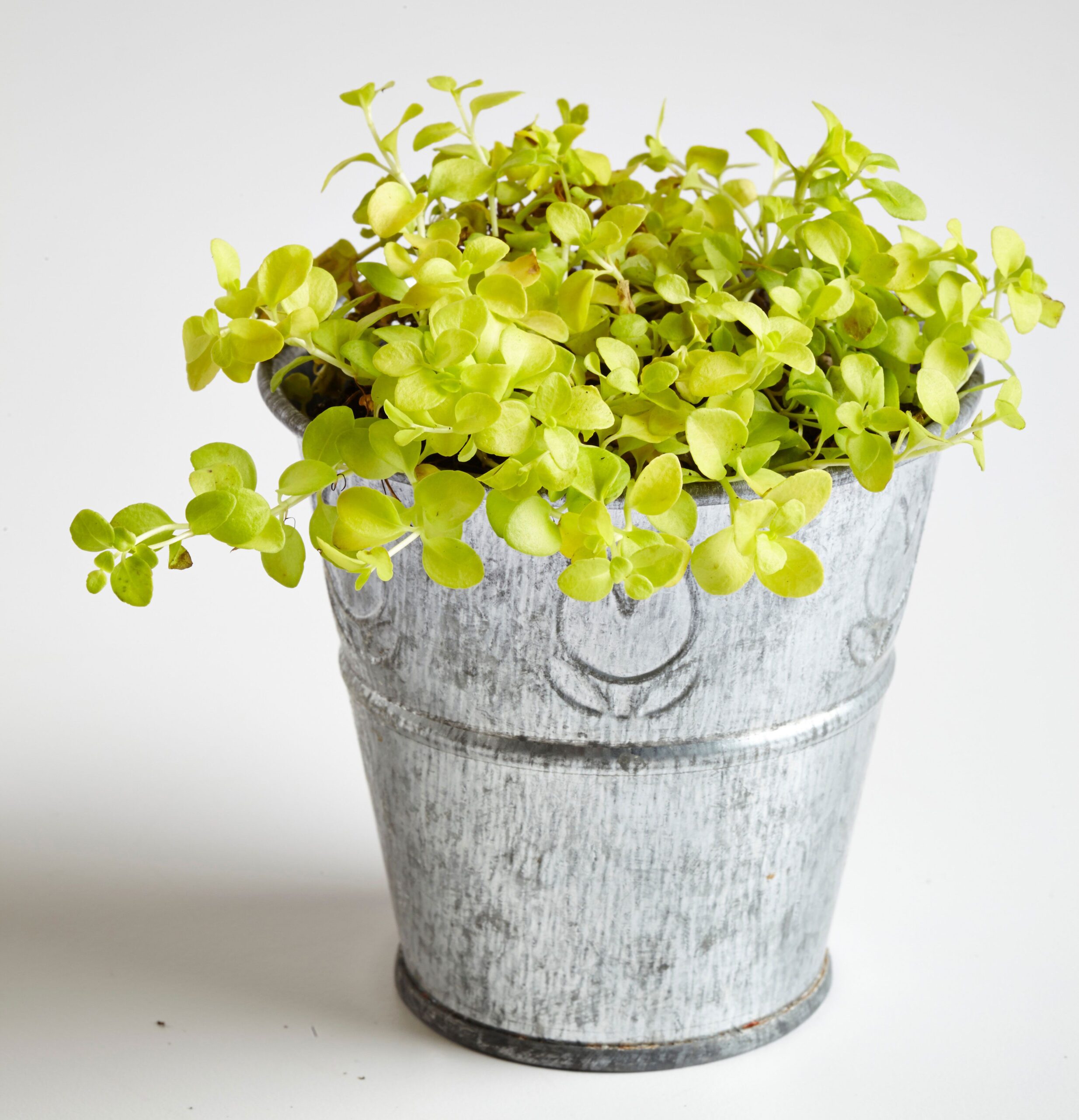 21 Fairy Garden Plants for Creating Miniature Landscapes