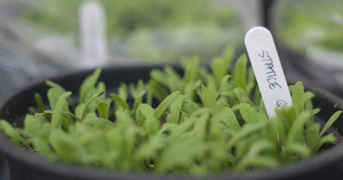 How to sow and grow for the first time – The Irish Times