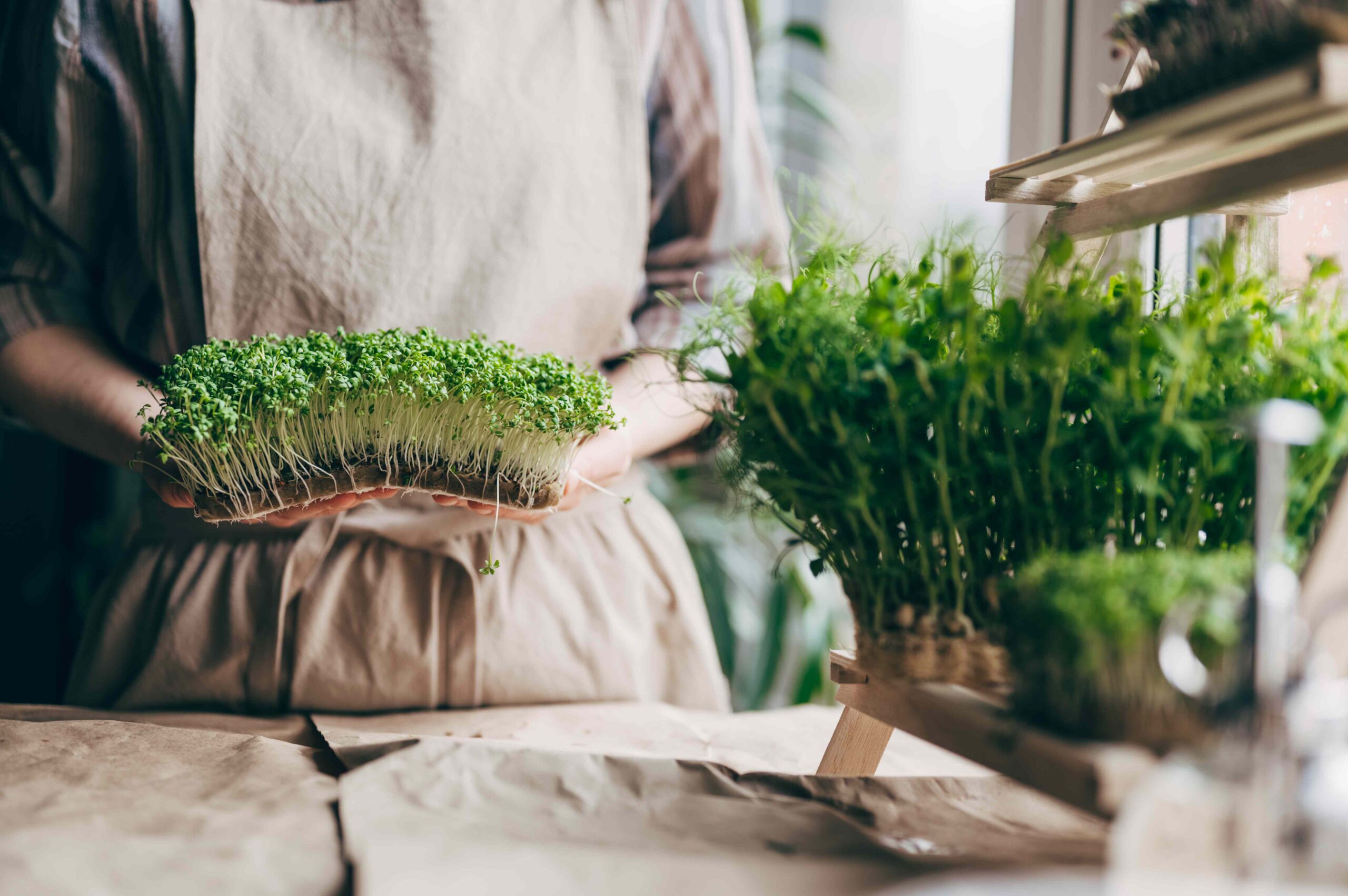 The Fast-Growing Veggie You Can Still Grow Indoors Before the Holidays Hit