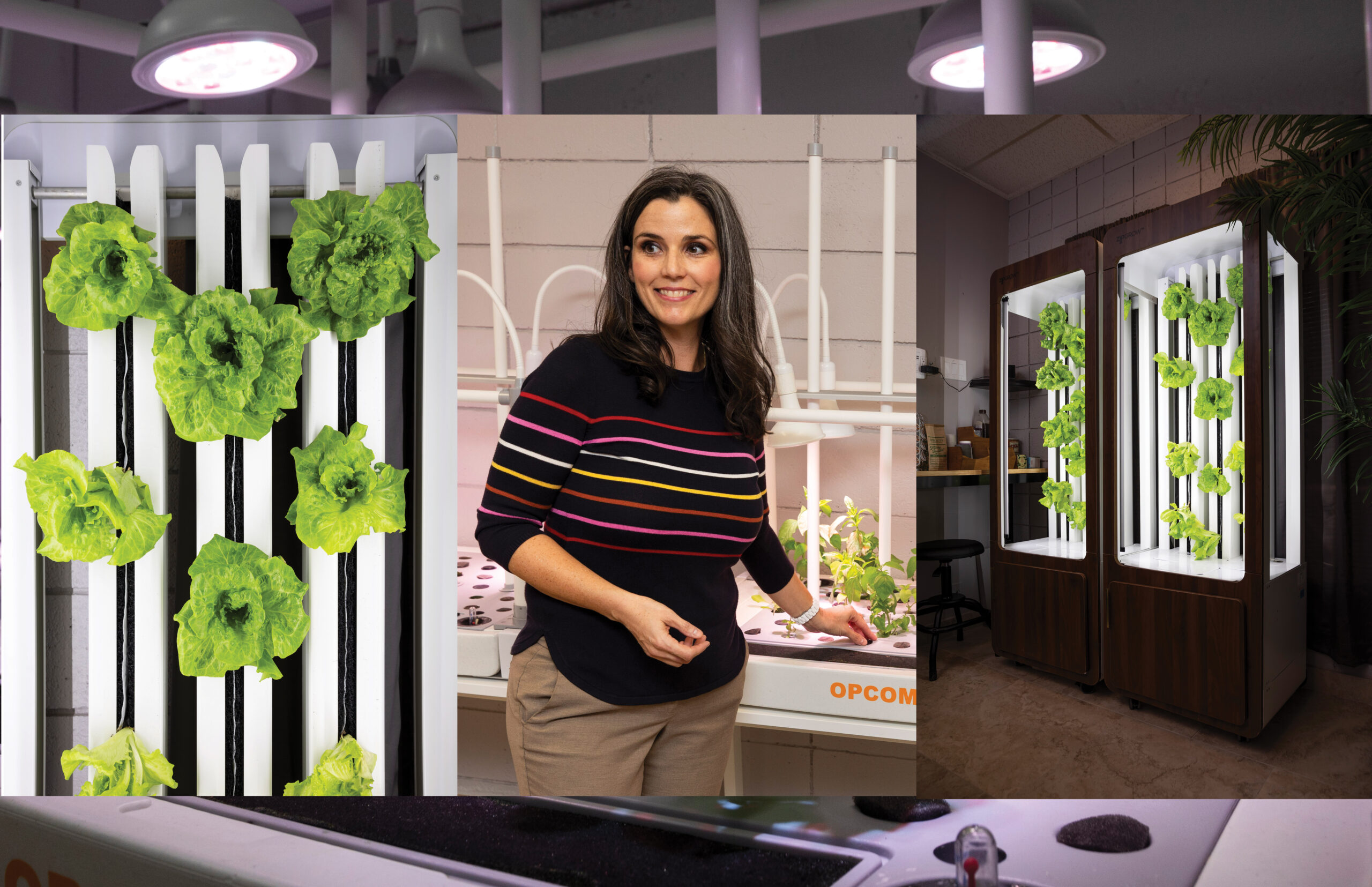 An expert’s approach to using hydroponics and vertical gardening at home
