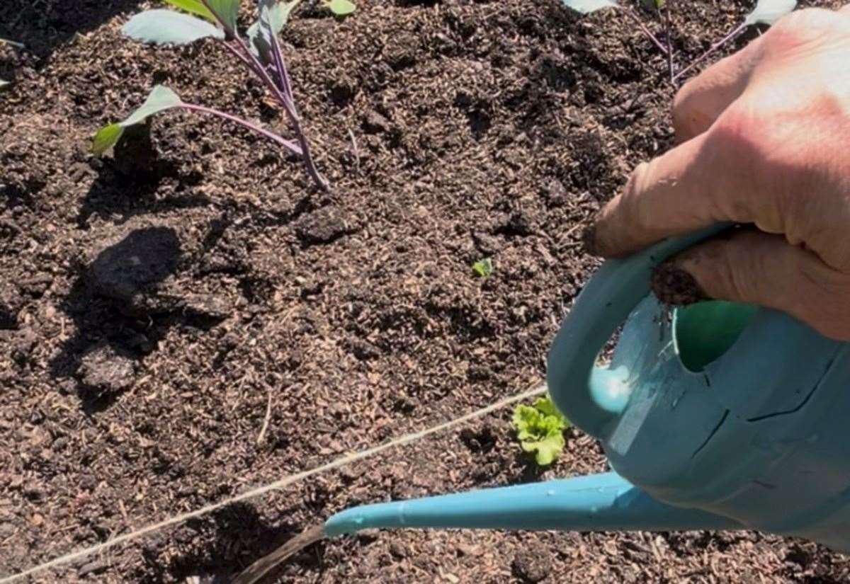 Gayton gardener Jamie Marsh on the different ways of growing vegetables