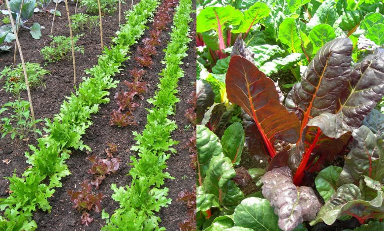 Quick-growing veggies for summer | Network News