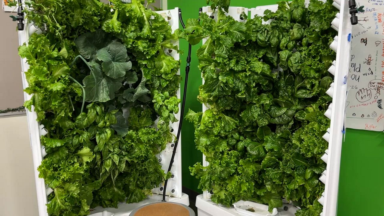 Students get STEAM experience through hydroponic garden