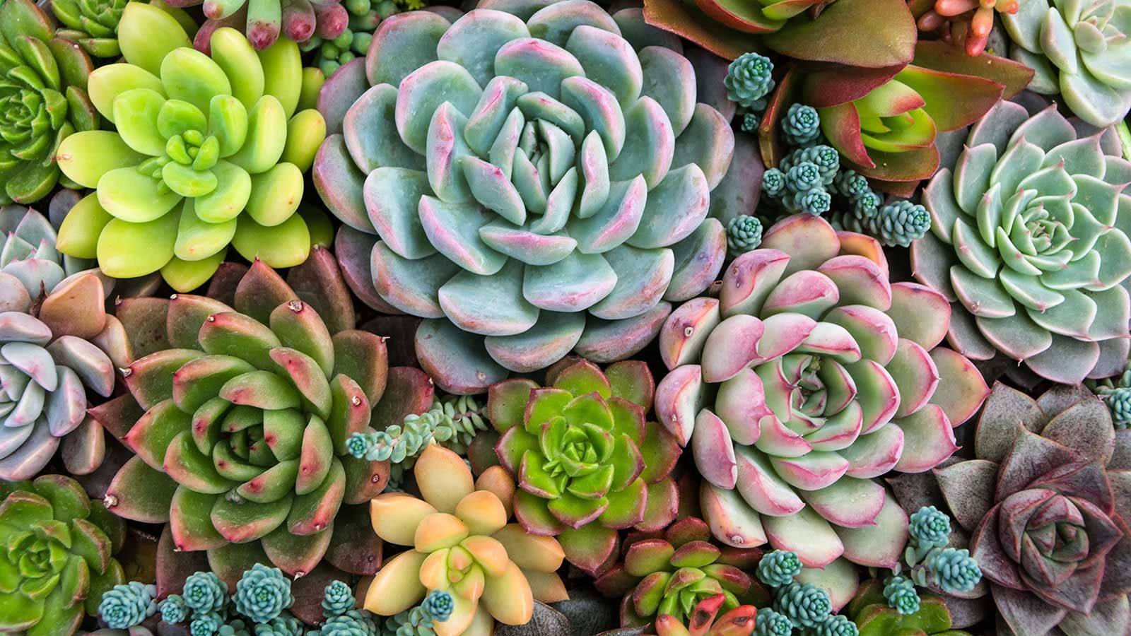 Can You Grow Succulents in Water? We Reveal All