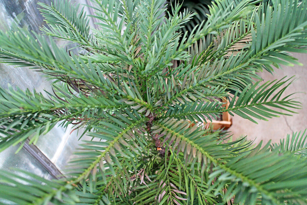 A ‘dinosaur tree’ and its prehistoric journey to a Colorado greenhouse