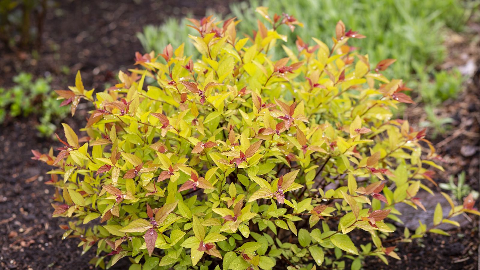 Best low-maintenance dwarf evergreens: 5 easy plants to grow