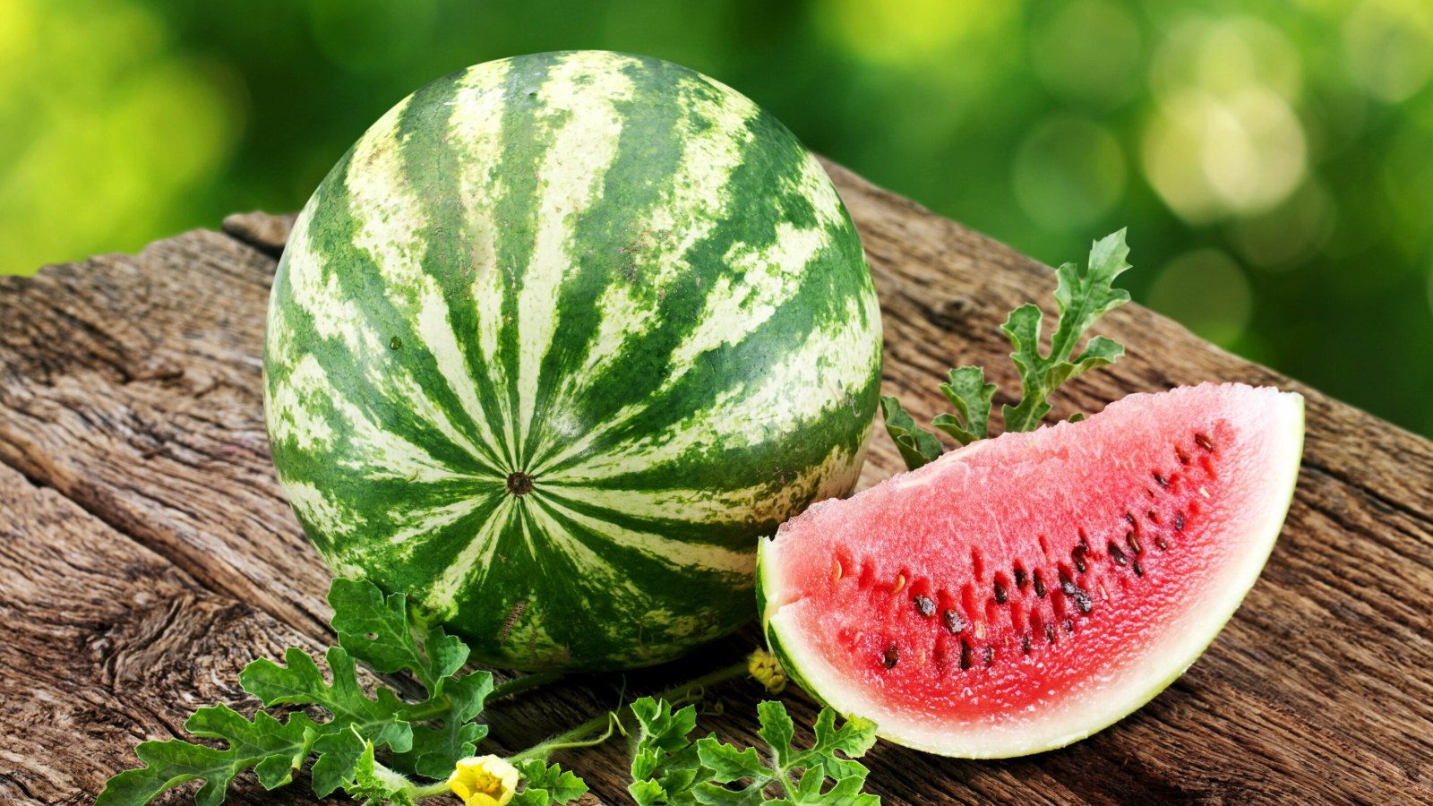 How to grow watermelon vertically and get great fruits