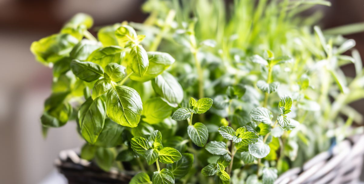 7 vegetable and herbs that actually thrive inside all winter