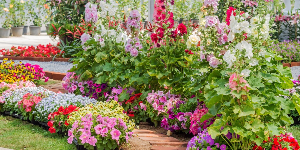25 Best Annual Flowers to Grow for a Beautiful Garden