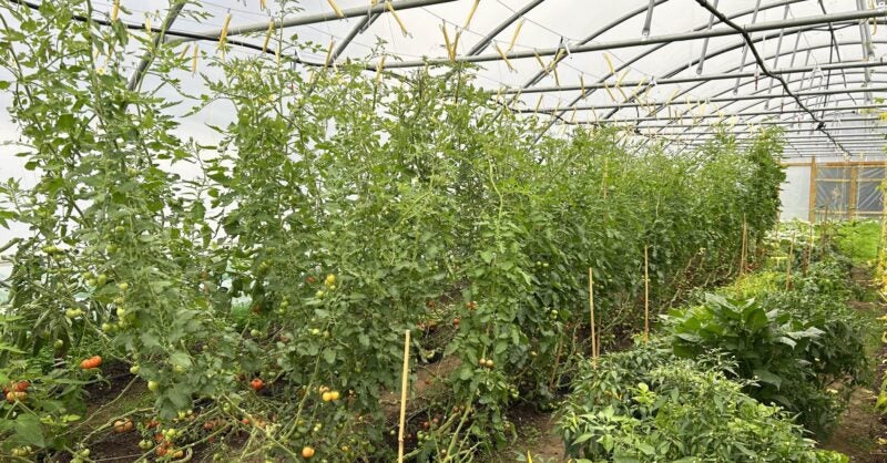 The Clove Club’s Chef Grows Veg in a School Field