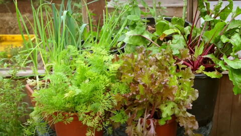 Best Vegetables for Containers in Late Summer and Fall