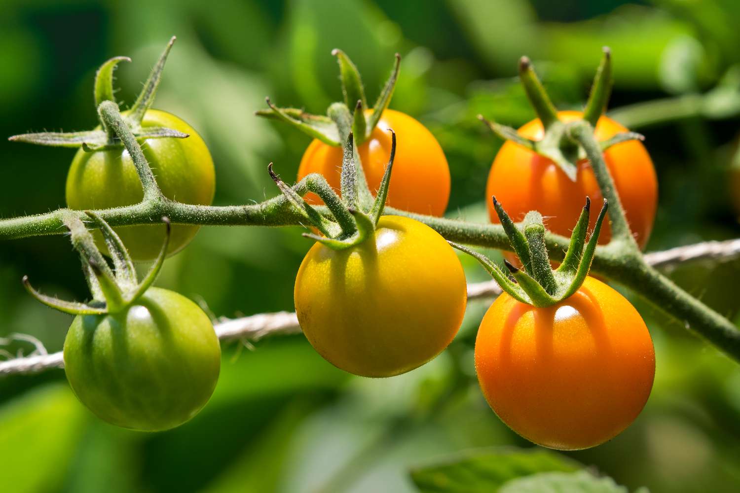 10 of the Easiest Vegetables to Grow at Home