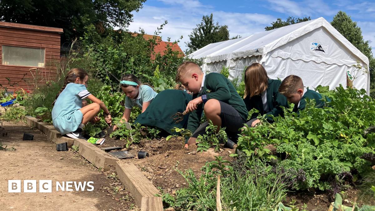 Portchester primary school supplying fruit and veg to restaurants