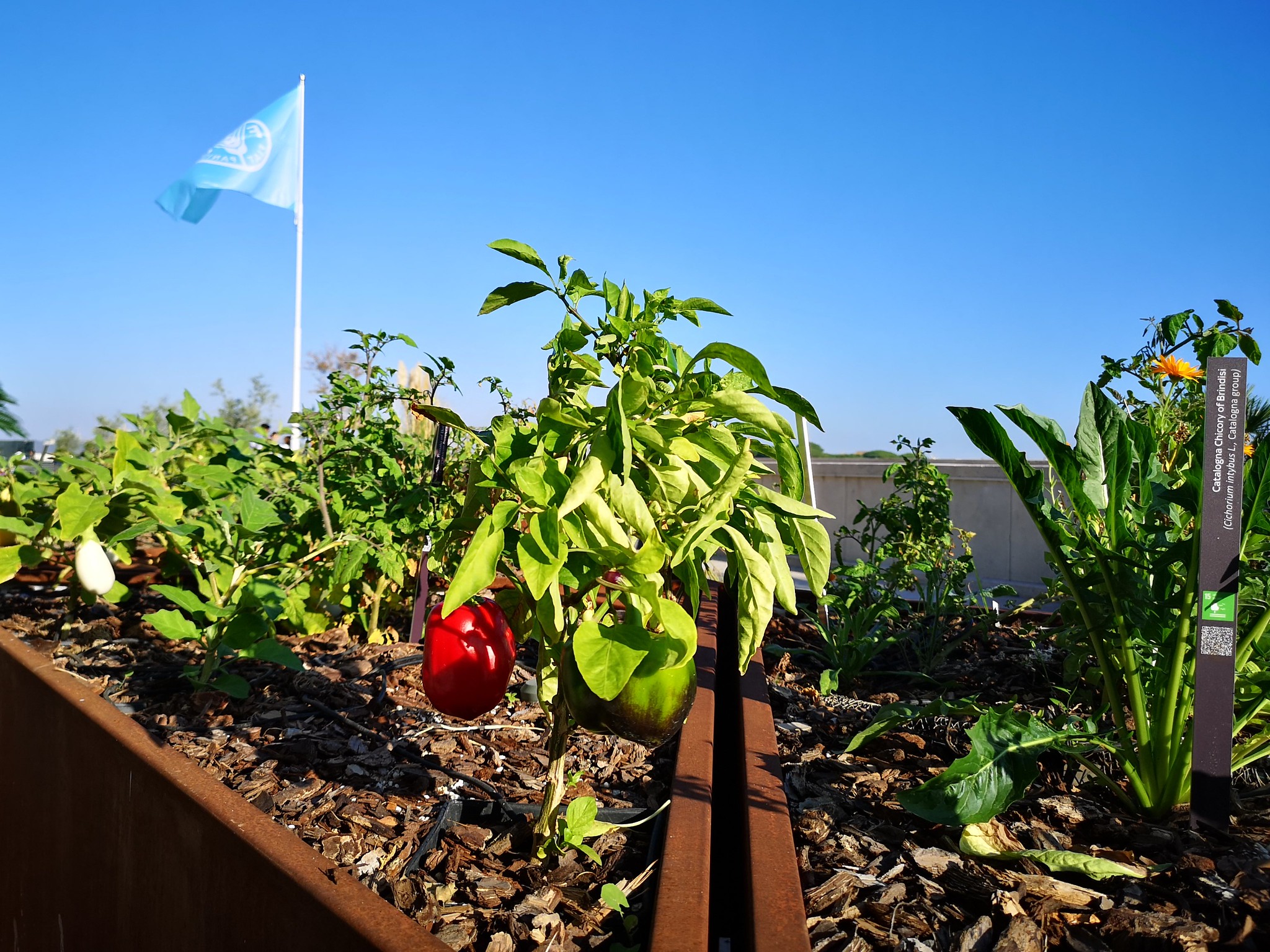 FAO Rooftop and Hydroponic Garden | Projects | Mountain Partnership