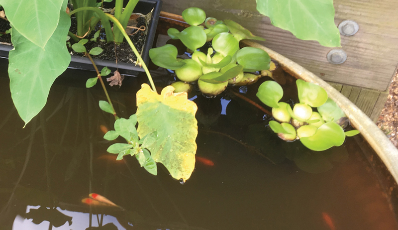 Use A Water Garden To Grow Hydroponic Chicken Treats