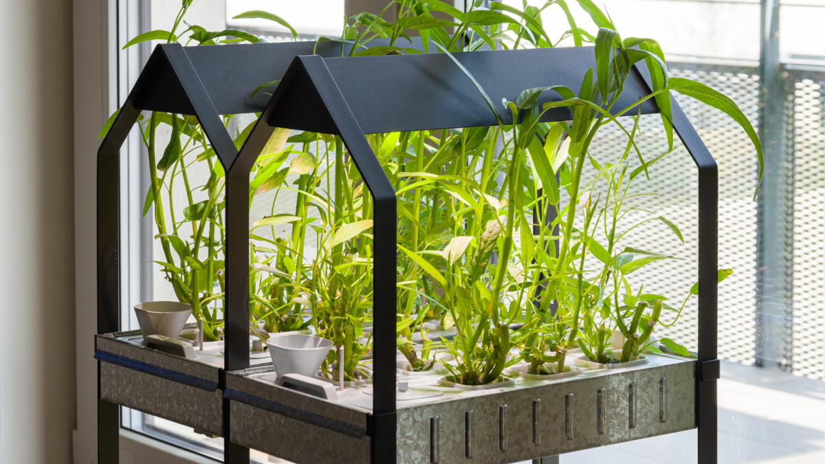 The Best Prime Day Hydroponic Garden Deals