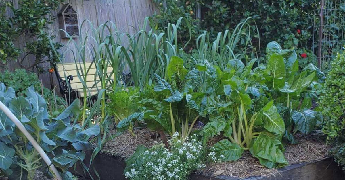 Gardener’s $0 hack turns item we all have into a mini greenhouse for starting spring seeds early