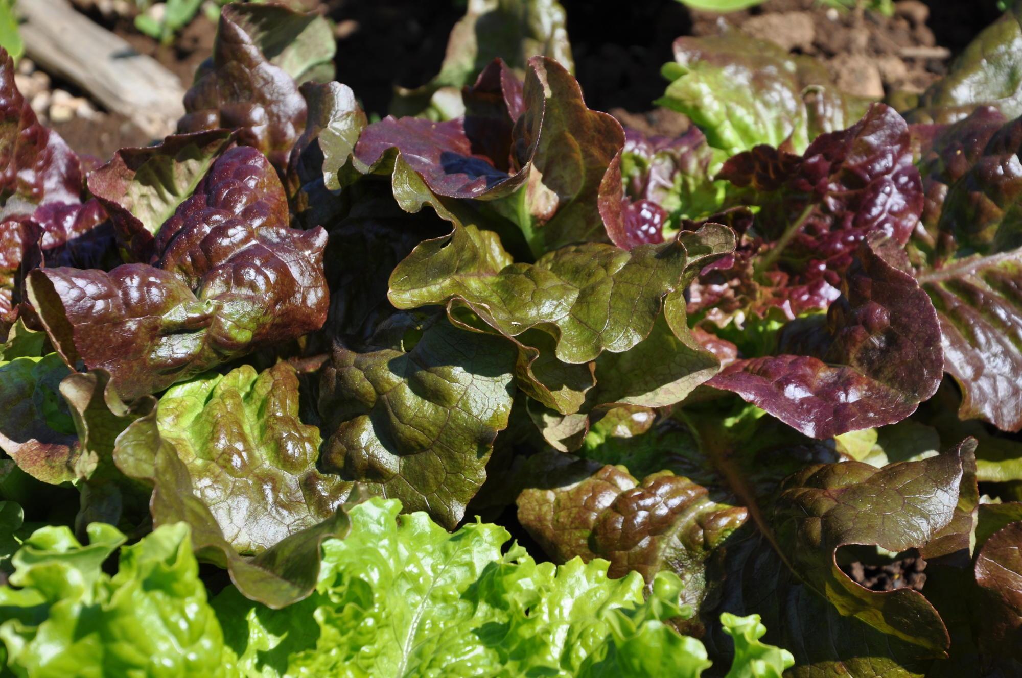 The best vegetables to grow in Oregon’s coastal climate