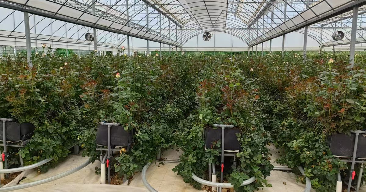 Key policy updates from China in the greenhouse and horticulture sector