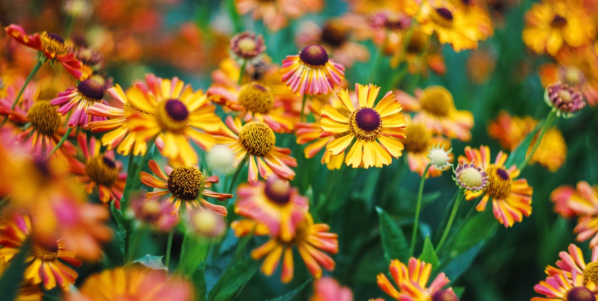 35 Best Fall Flowers to Plant for a Stunning Autumn Garden