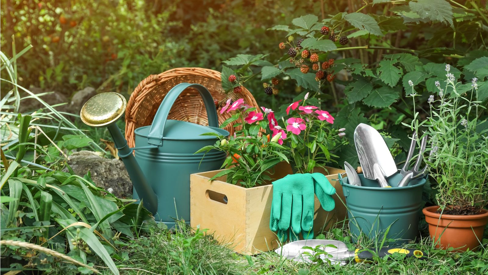 5 tasks for beginner gardeners: Where to start in your yard