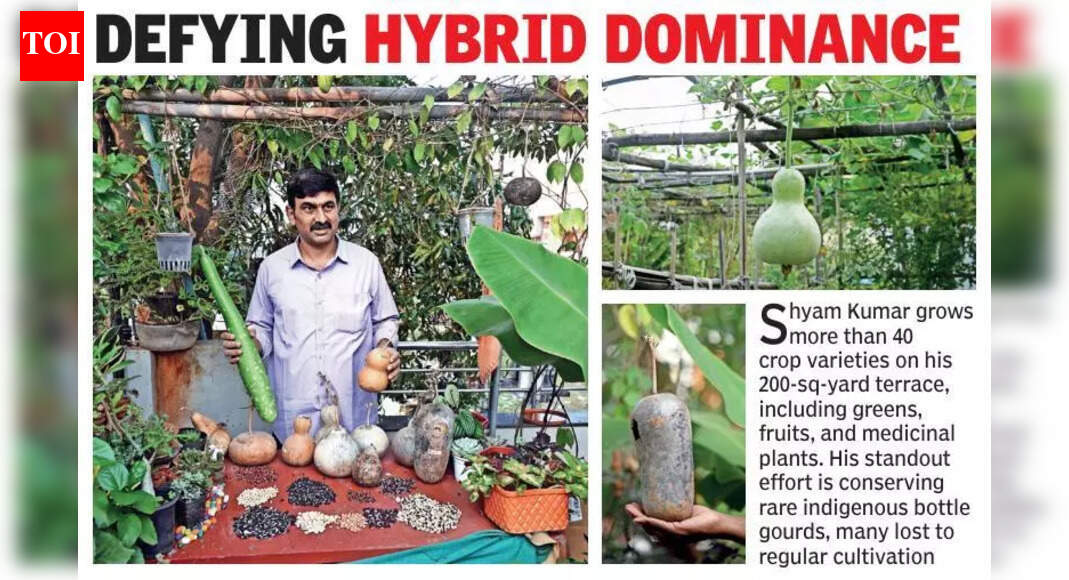 Terrace gardener revives indigenous vegetable varieties in Vijayawada | Vijayawada News