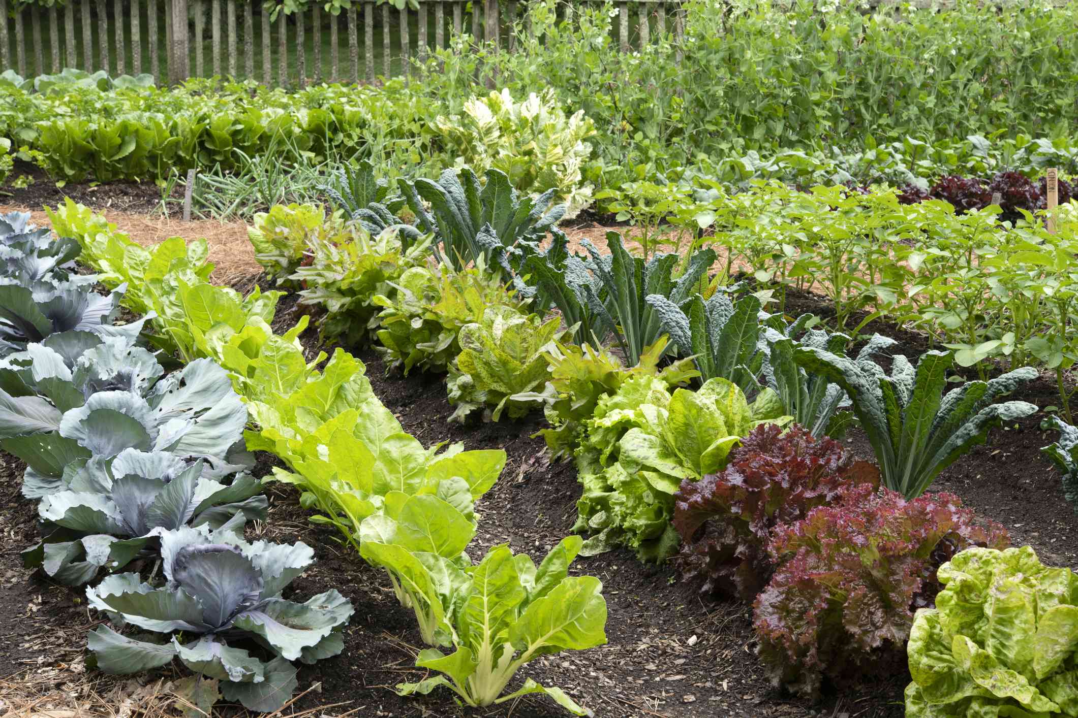 6 Spots That Can Sabotage Your Growing Vegetable Garden, Gardeners Share