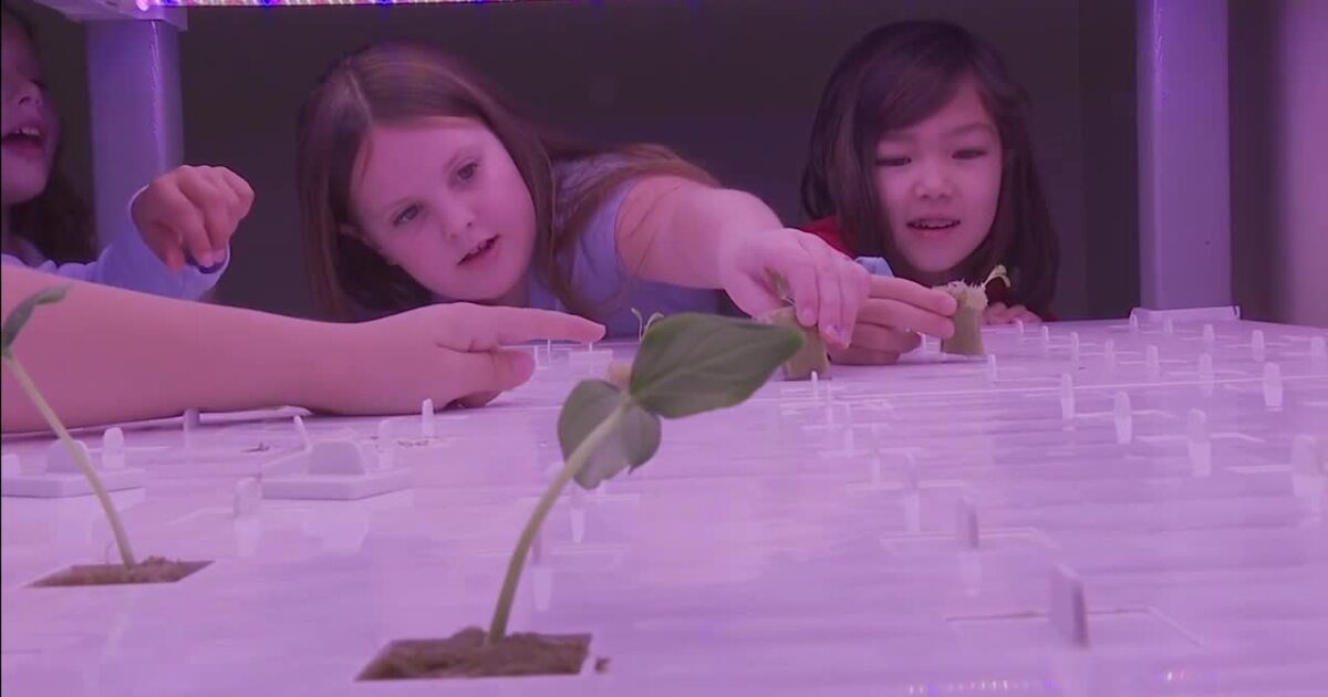 Utah students learn science and sustainability by growing crops without soil