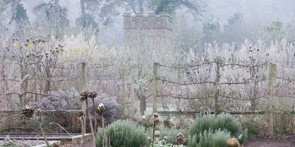 5 Vegetables To Plant In December