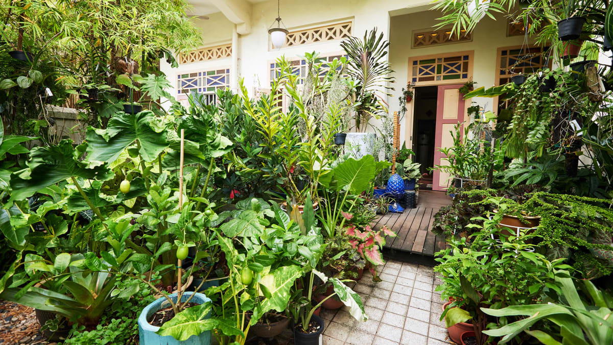 Can’t Keep Your House Plants Alive? Then You’ll Need These Gardening Tips For Beginners