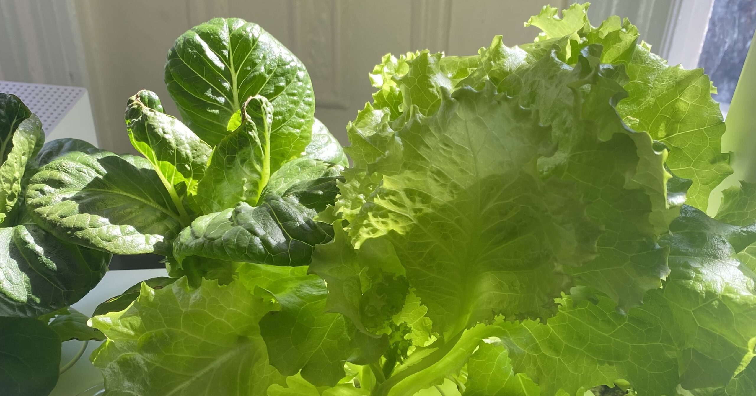 This Indoor Smart Garden Is Perfect For Beginners