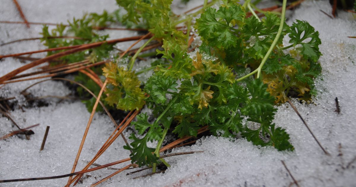 Even in the cold, some veggies are able to keep growing