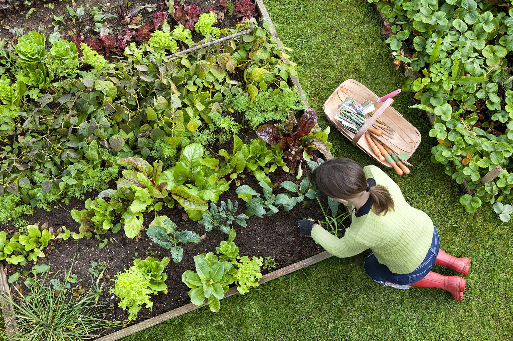 Gardening for beginners: 21 tips to start growing veg and plants