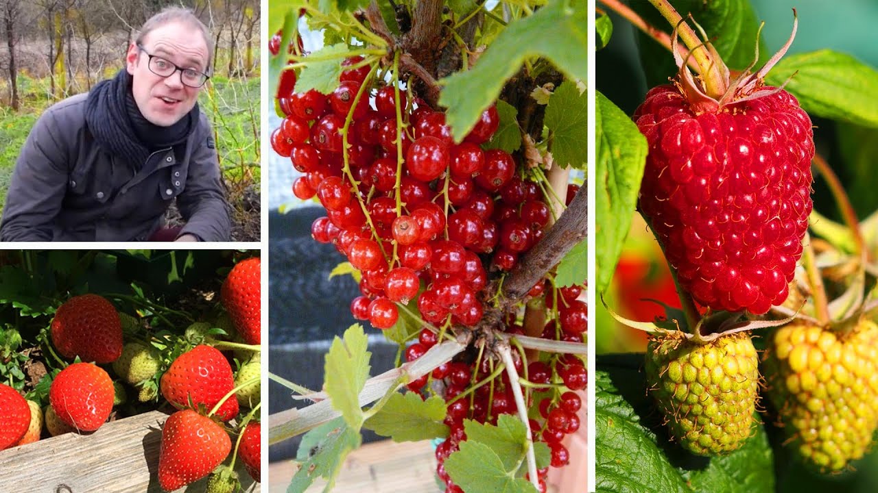 How to Grow Berries: Easy for Beginners