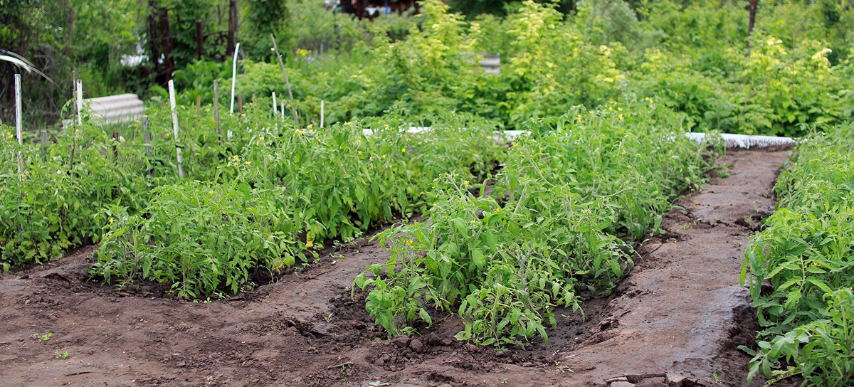 FEATURE — Vegetable Gardening for Beginners | Announce