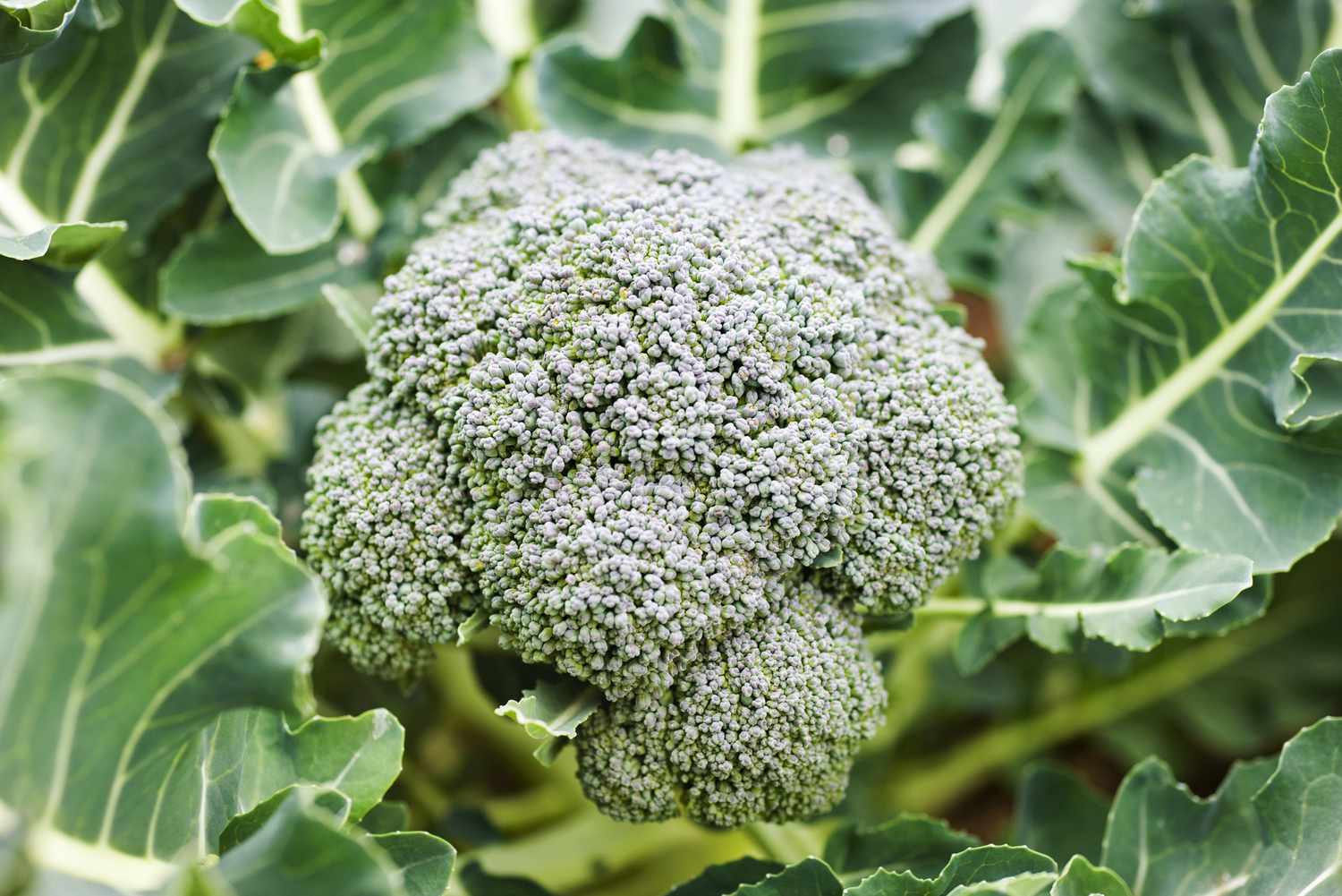 7 Vegetables You Can Plant in January, According to Gardening Experts