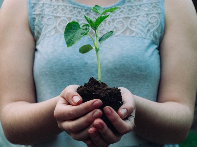 Gardening tips for beginners – David Suzuki Foundation