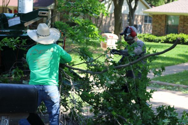 CG Tree Service Dallas