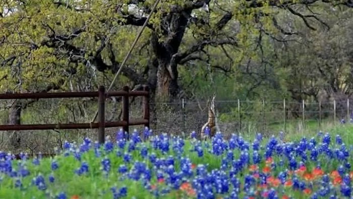 Startex Landscaping LLC,