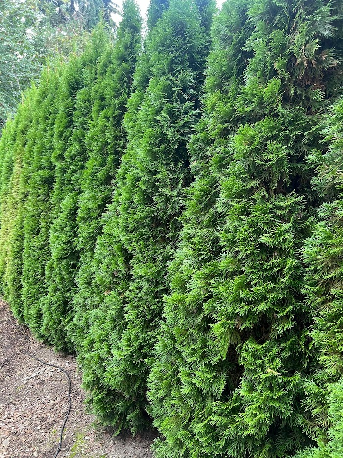 Bruno’s Landscaping