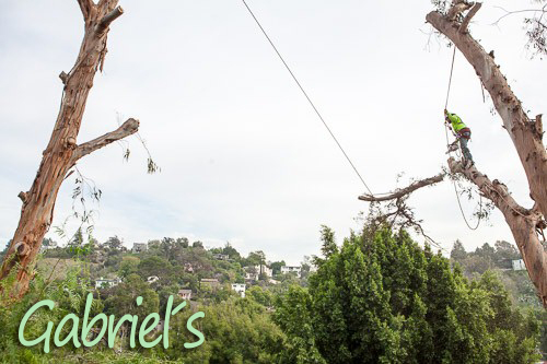 Gabriel´s Tree Service And Landscaping