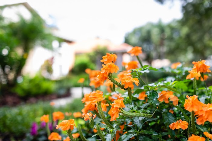 Johns Palms Landscaping