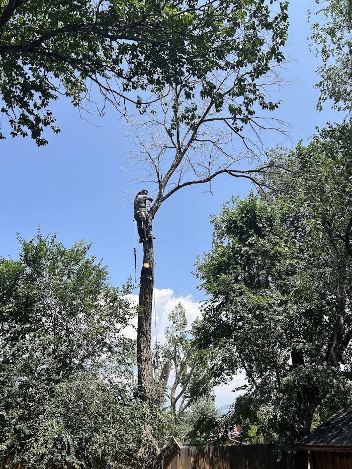 Capital Tree Service