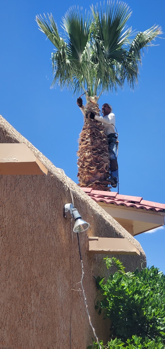 Axe Man Professional Arborist