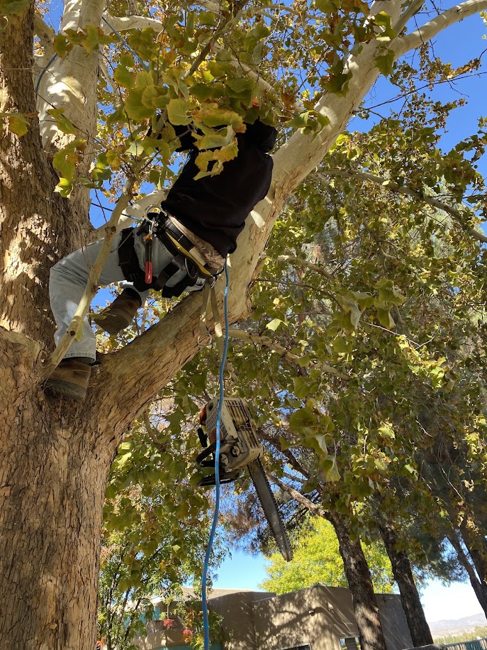 South West Tree Service LLC.